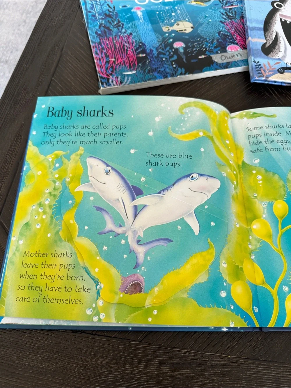 Kids Book Bundle Sharks Ocean Usborne Lift Flap City Chickapig Hardcover Lot
